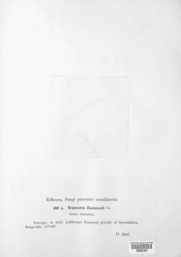 Leptotrochila ranunculi image